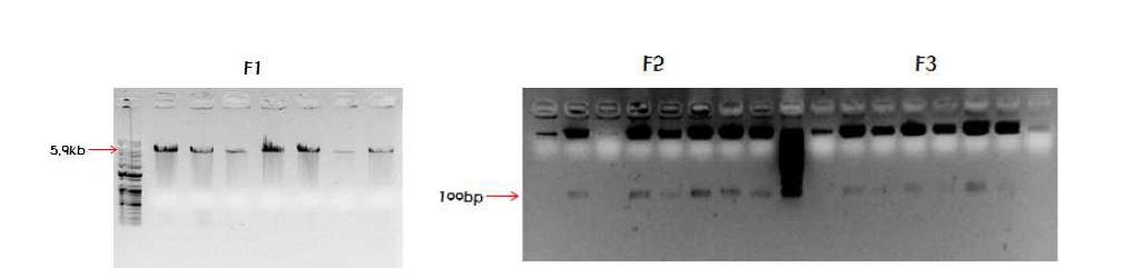 Zinc Finger F1 (AgeI/BamHI), F2 (AgeI/XmaI), F3 (XmaI /BamHI) Restriction Enzyme Cut 확인