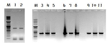Xist Target Site PCR 확인