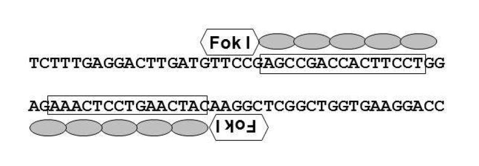 CMAH 유전자을 절단하는 Zinc-Finger Nuclease(ZFN)의 결합 모식도