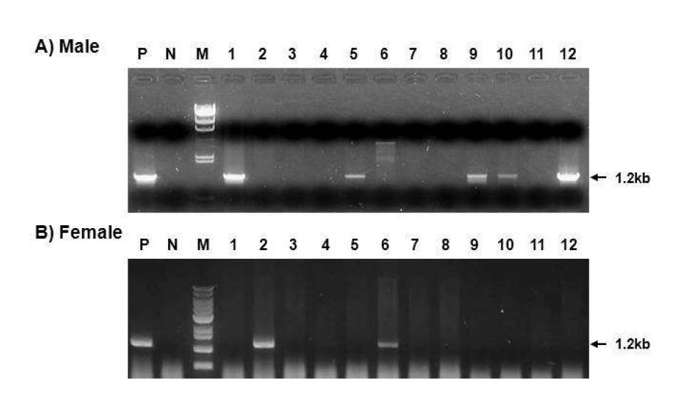 시카고 미니돼지 수컷과 암컷 섬유아 세포에 있어서 CMAH 유전자가 Knock-out된 세포 Colony PCR