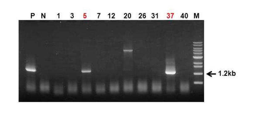 NIH 미니돼지 섬유아세포에 있어서 CMAH 유전자가 Knock-out 된 세포 Colony PCR