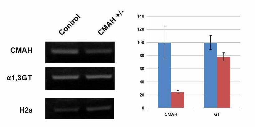 CMAH 유전자가 Knock-out된 세포에 있어서 CMAH 유전자와 α 1,3GT 유전자의 발현 검증