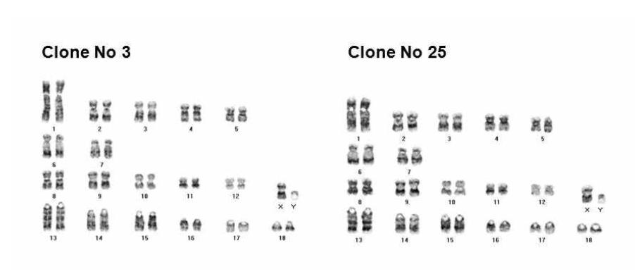 CMAH 유전자가 Knock-out된 섬유아세포의 염색체 분석