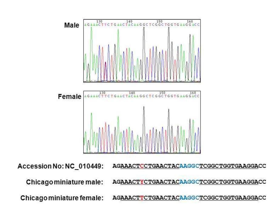 시카고 미니돼지에 있어서 CMAH Target용 ZFN Binding Site의 염기배열 분석