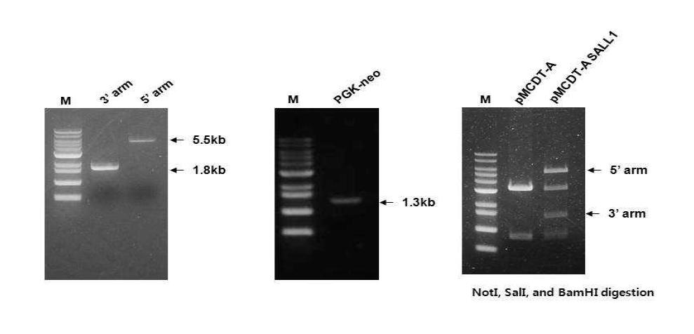 Sal-like 1 유전자 동정 및 최종 Targeting 벡터의 제한효소 절단 검증