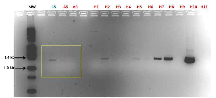 CMAH 유전자가 Knock-out된 minnesota 미니돼지의 수컷과 암컷유래 섬유아세포의 Colony PCR