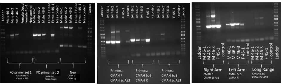 Donor DNA를 이용한 CMAH KO 돼지의 Genotypig