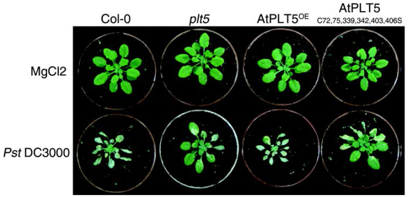 AtPLT5의 oxidoreductase 활성과 병저항성.