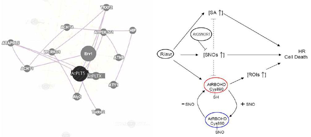 생물정보학적 접근(좌; GeneMANIA) 및 문헌을 통한 (우; 2011년 네이처지) AtPLT5의 파트너 후보단백질 조사.