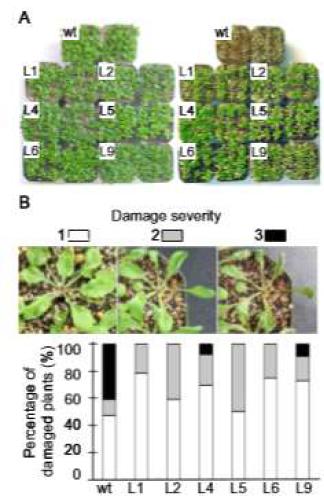 과잉의 UV-V 조사 후 야생형 애기장대 식물과 OgUBC1 과발현 애기장대 식물의 민감도 분석.