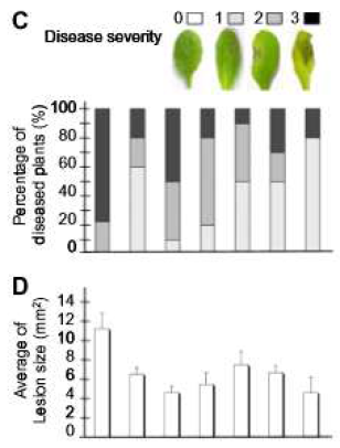OgUBC1 과발현 애 기장대 식물의 Botrytis cinerea 접종에 대한 병저항 성 반응.