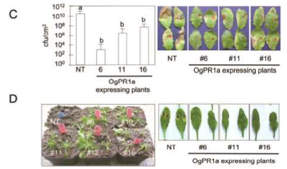 OgPR1 과발현 애기장대 식물체 제조 및 single copy transgenic plants 선발.