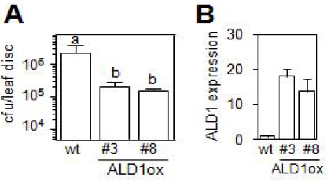 애기장대 AtALD1 과발현 식물체 의 증진된 병원성 세균 감염에 대한 병저 항성 반응(A) 및 ALD1 유전자 발현 분석 (B) ANOVA분석에 의한 차이를 다른 문 자로 표시.