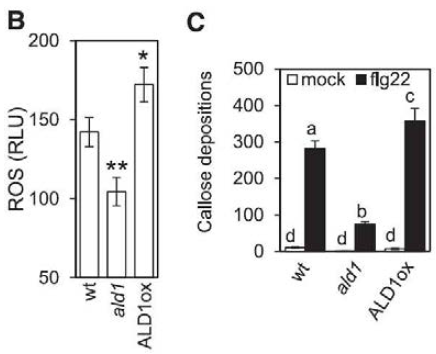 ald1 돌연변이 식물과 과발현 식물체의 flg22 처리에 의한 ROS burst(B) 및 callose 축적(C) 비교 분석.