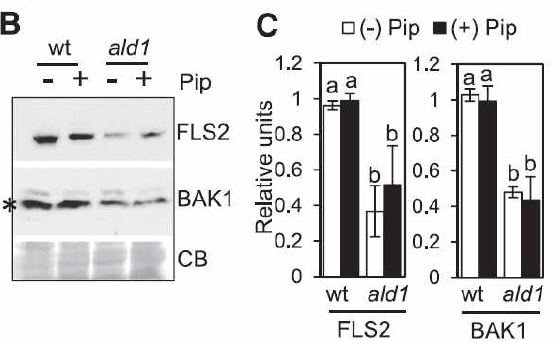 ald1 돌연변이 식물에서 pipecolic acid 처리에 따른 FLS2와 BAK1 단백질 축적 분석.