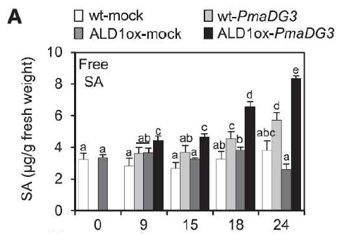 ALD1 과발현 식물체에서 병원 균 감염동안 SA 축적 비교.
