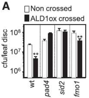 ALD1과발현 식물 과 대표적 병저항성 돌연 변이 간의 교배 식물체의 Pseudomonas 감염에 대 한 병저항성 반응.