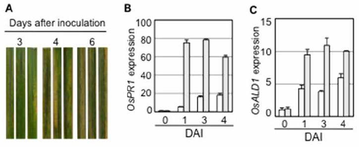 벼 도열병이 접종된 동진 벼의 감수성 반응(A)과 OsPR1 (B) 및 OsALD1 (C) 유전자의 병 감염 식물에서의 mRNA 발현 분석