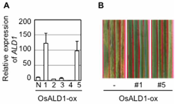 OsALD1 과발현 형질전환 벼 식물 제조 및 도열병 감염에 대한 병저항성 반응 분석.