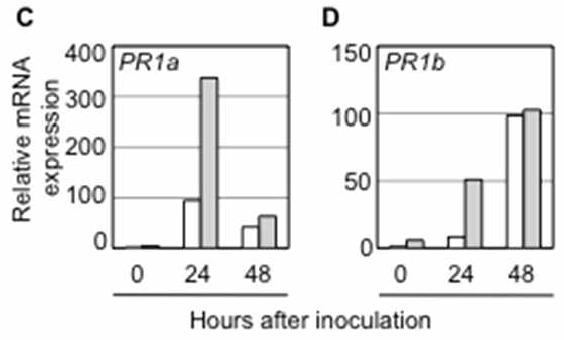 벼 도열병이 감염된 동진 벼(white bars) 와 OsALD1 과발현 형질전환 벼(gray bars)에서 PR1 유전자의 발현 분석