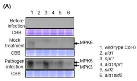 야생형과 ald1, npr1, sid2, ald1npr1, ald1sid2 돌 연변이 식물에서 MPK3 및 MPK6의 병원균 감염 후 인산화 분석
