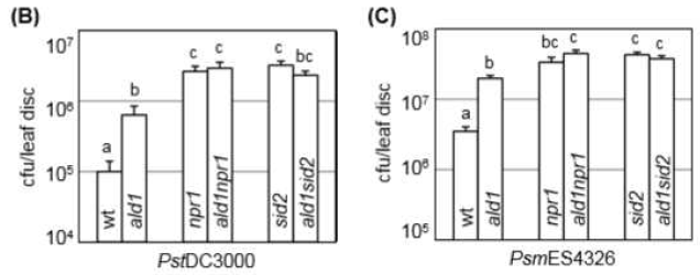 야생형과 ald1, npr1, sid2, ald1npr1, ald1sid2 돌연변이 식물의 병원성 병원균 감염에 대한 감수성 반응.
