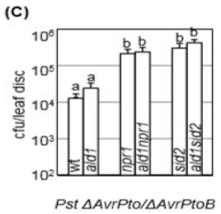 야생형과 ald1, npr1, sid2, ald1npr1, ald1sid2 돌연변이 식물의 attenuated Pseudomonas syringae 병 원균 생장.