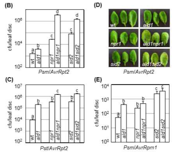 야생형과 ald1, npr1, sid2, ald1npr1, ald1sid2 돌연변이 식물에서 비병원성 병원균 생장.