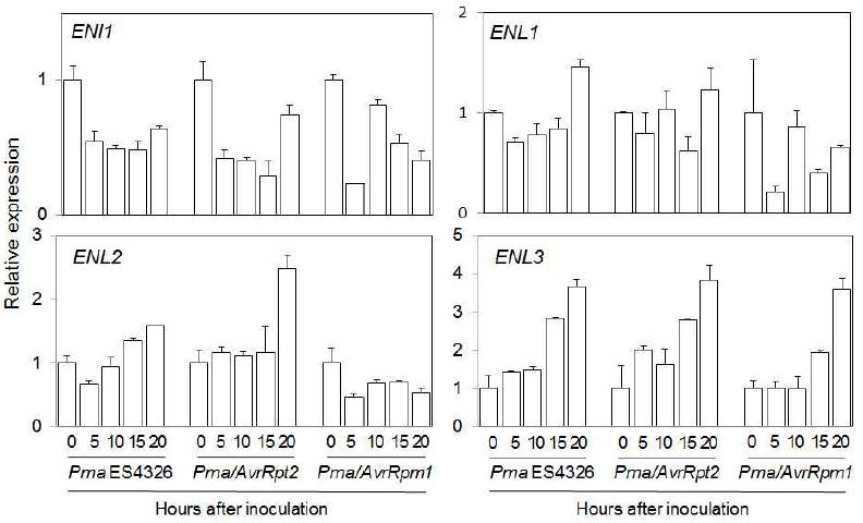 병원성 Pseudomonas syringae (PmaES4326)과 비병원성 P. syringae (Pma/AvrRpt2, Pma/AvrRpm1)에 감염된 야생형 애기장대에 서 ENI1과 ENL 유전자 발현 분석