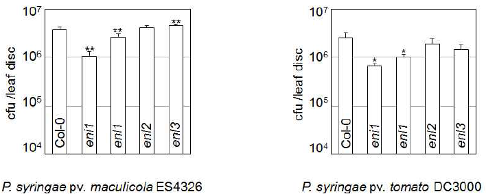 ENI1 및 ENL 유전자 돌연변이 식물의 Pseudomonas syringae 감염에 대한 병저항성 반응 평가.