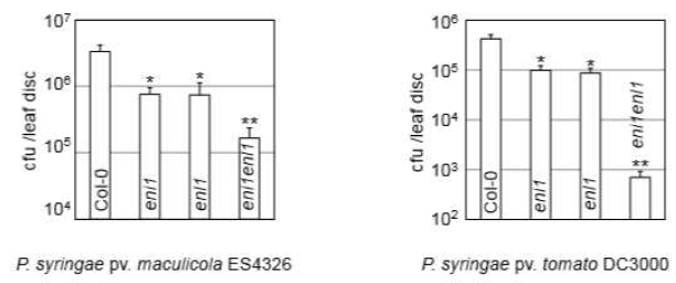 eni1enl1 이중 돌연변이 식물의 병원성 Pseudomonas syringae 감염에 대한 병저항성 반응 평가.