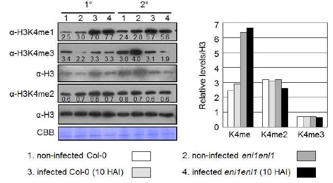 병원균 감염 전/후에 야생형 식물과 eni1enil1 돌연변이 식물에서 histone H3K4의 methylation 양상의 변화.