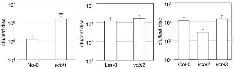 애기장대 vacuolar calcium-binding protein-like 유전자 돌연변이 식물의 병원성 병원균 감염에 대한 감수성 반응.