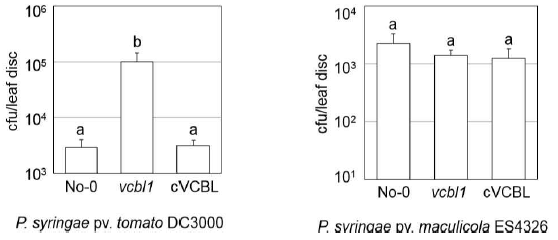 VCBL1-complementation 애기장대 식물 의 병반응 평가.