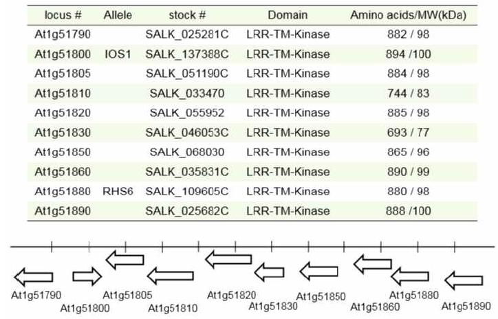 애기장대 chromosome 1에 cluster를 형성하고 있는 leucine-rich repeat receptor-like kinase 유전자와 상응하는 T-DNA insertion 돌연변이와 구조 그리고 단백질 크기