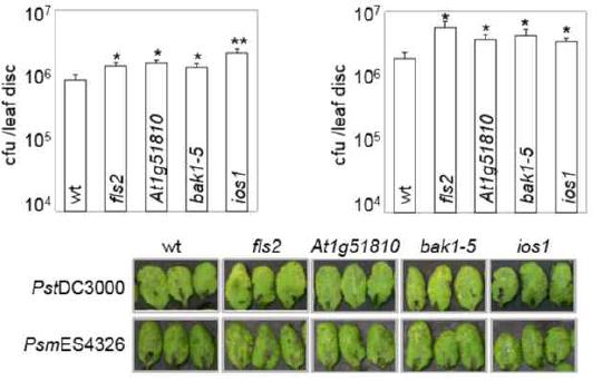 야생형 식물, fls2, bak1-5, ios1 돌연변이와 At1g51810 돌연변이의 P. syringae pv. tomato DC3000와 P. syringae pv. maculicola 감염에 대한 병감수성 반응