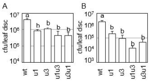 야생형 Col-0식물, upf1, up3, 그리고 upf1upf3, upf3upf1 이중 돌연변이 식물에서 병원성 병원균인 P. syringage pv. tomato (A) 및 P. syringage pv. maculicola (B) 생장