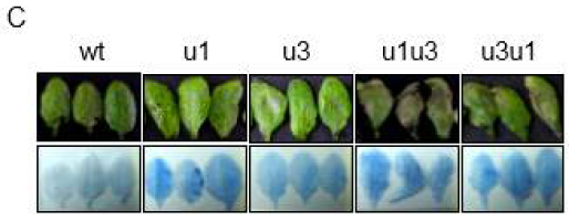 upf1upf3, upf3upf1 이중 돌연변이 식물의 병원성 병원균인 P. syringae pv. tomato 감염에 대한 과민반응과 유사한 괴사반응 형성