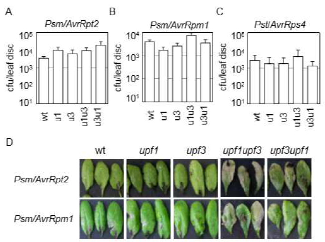비병원성 병원균 P. syringae 감염에 대한 upf1upf3, upf3upf1 이중 돌연변이 식물의 저항성 반응.