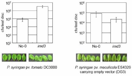 병원성 병원균 P. syringae 감염에 대한 immune-defective3 돌연변이 식물의 pathovar 특이적 병감수성 반응. 병원성 세균 감염 후 3일이 지난 후 식물 잎에서 병원균 생장을 비교.