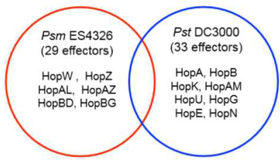 본 연구에서 사용한 P. syringae pv. tomato DC3000 특이적 type III effector 유전자