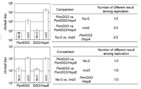 Pst DC3000 특이적 HopA 및 HopB 유전자의 병원성 강화 여부 분석.