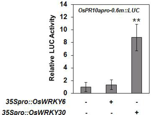OsWRKY6과 OsWRKY30의 OsPR10a promoter 루시퍼레이즈 활성 0.6 kb promoter의 WLE1 mutation을 포함하는 promoter가 사용됨