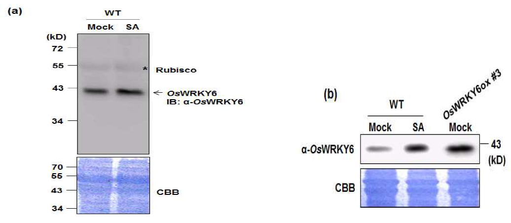 OsWRKY6 antibody확인 및 SA에 의해 OsWRKY6 단백질 증가 확인
