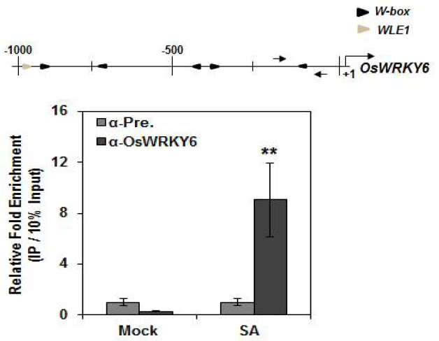 OsWRKY6 antibody를 이용한 OsWRKY6 promoter의 ChIP-PCR결과