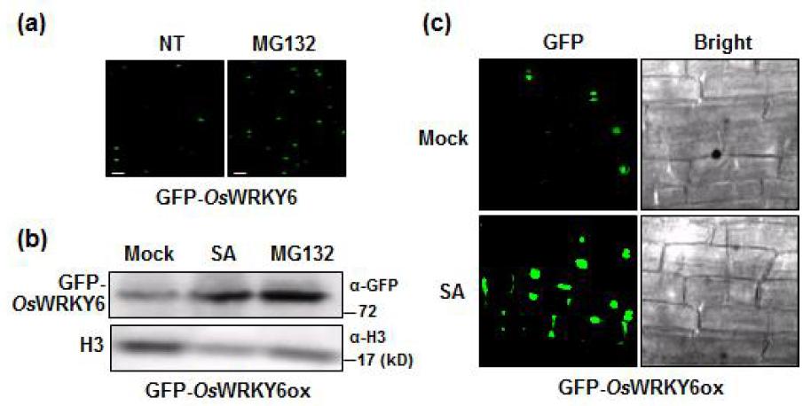 OsWRKY6단백질의 ubiquitination에 의한 조절