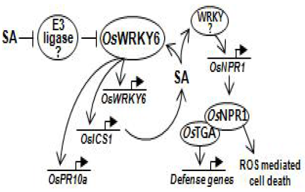 OsWRKY6단백질의 작용모델