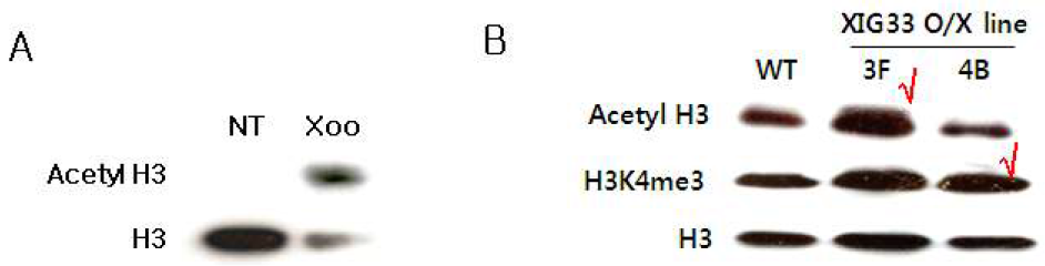 Histone modification 관련 항체를 이용한 western blotting