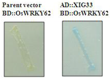 XIG33과 OsWRKY62의 결합여부를 조사하기 위한 yeast two hybrid 분석