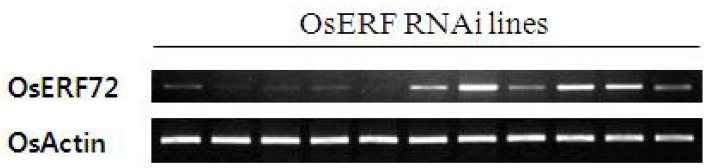 OsERF RNAi line의 선발